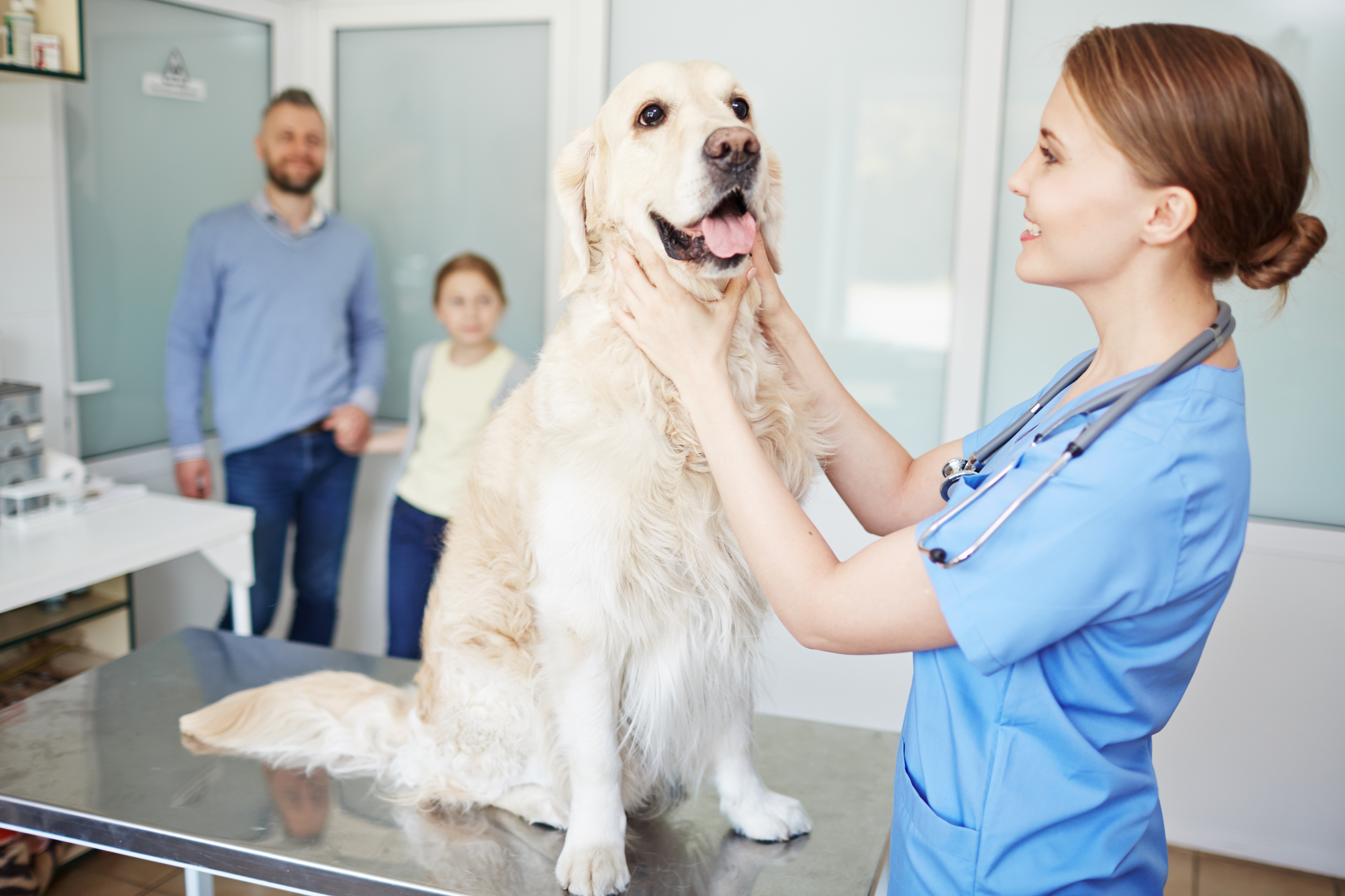 Noisy Animal Hospitals and Veterinary Clinics Can be Stressful for your Pet