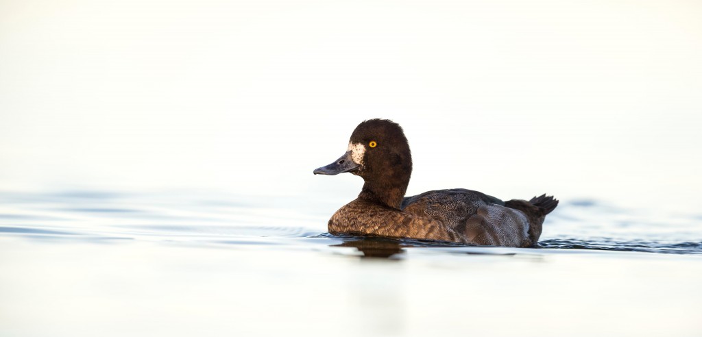 Seabirds are impacted by marine noise