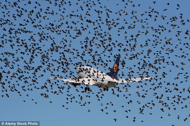 How a ‘sonic net’ of noise that mimics predators could be the humane solution to preventing bird strikes at airports