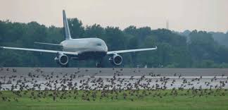 Sonic nets installed in airfields shown to prevent bird collisions