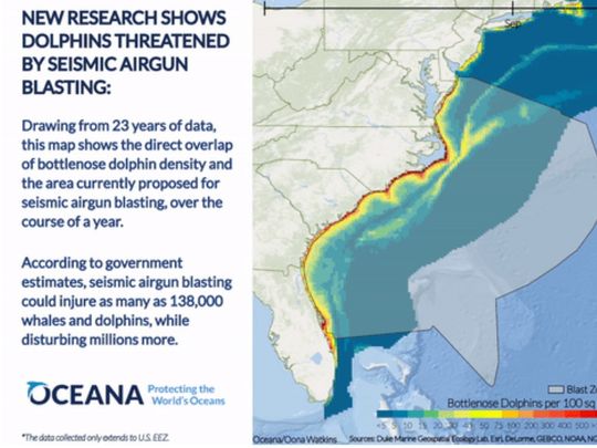 Environmental group: Whales, dolphins at risk from blasts