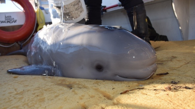 Are Quebec’s rivers getting too loud for belugas?